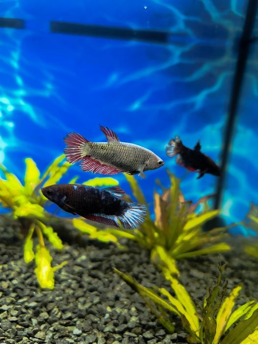 Sprzedam 3 samiczki bojownika