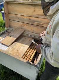 Бджоли, Бджолопакети, бджолосімї, 4рамки