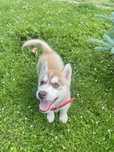Husky szczeniak piesek haski