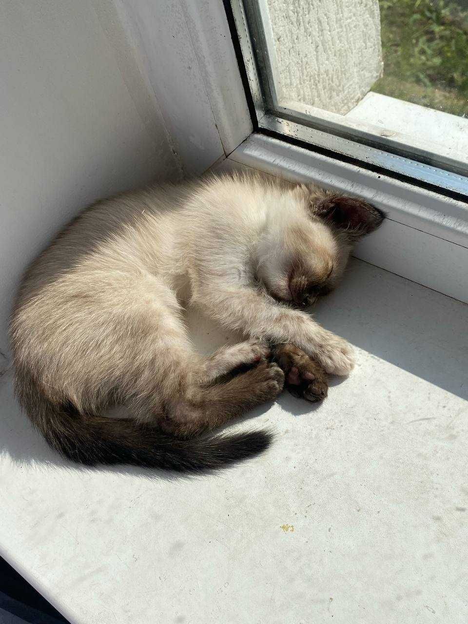 Сиамская кошка, котенок (девочка)