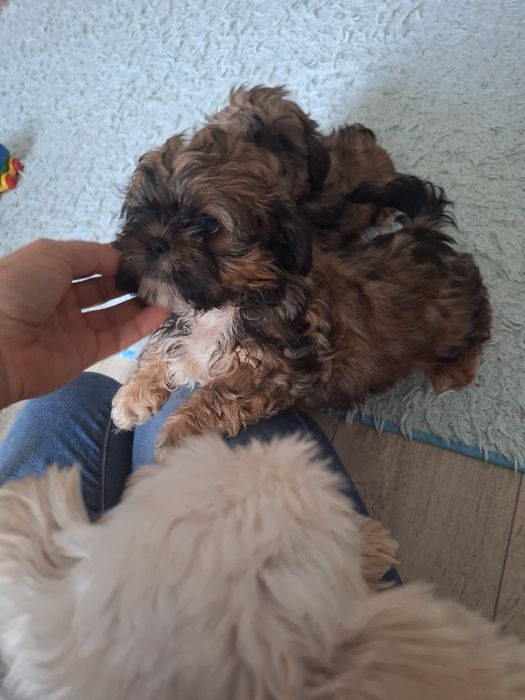 Dafiś unikatowy chlopczyk shih tzu szuka domu
