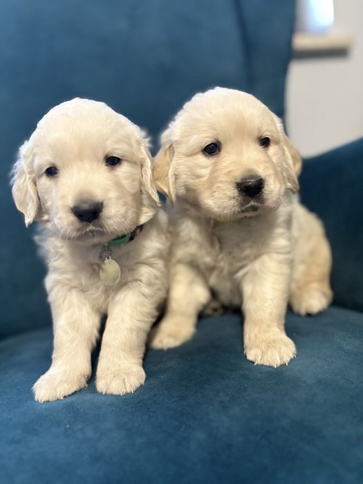 Golden retriver Chłopczyk