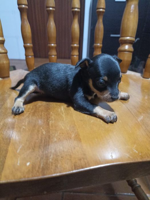 Pincher Mini Ultimo Menino