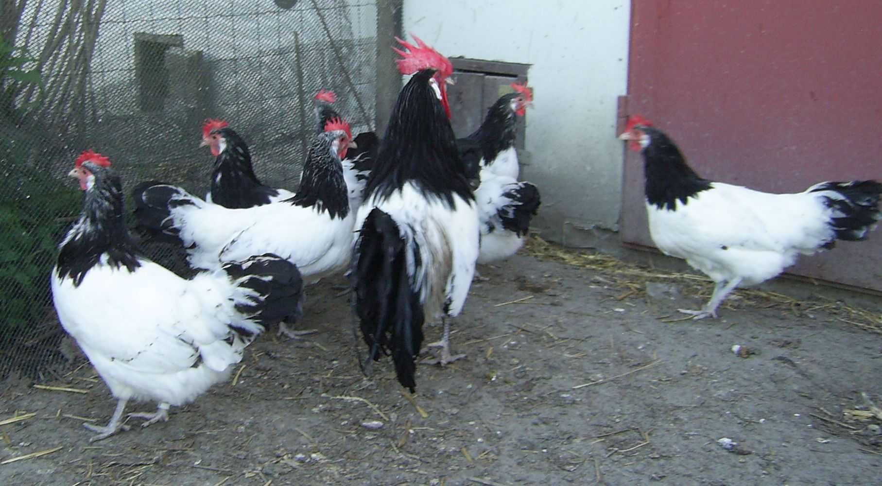 Kury lakenfeld jaja, jajka lęgowe