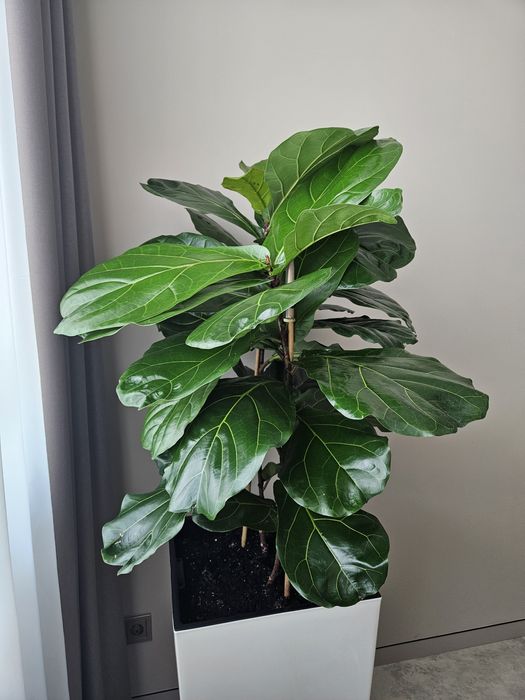 Догляд за кімнатними рослинами, озеленення приміщень