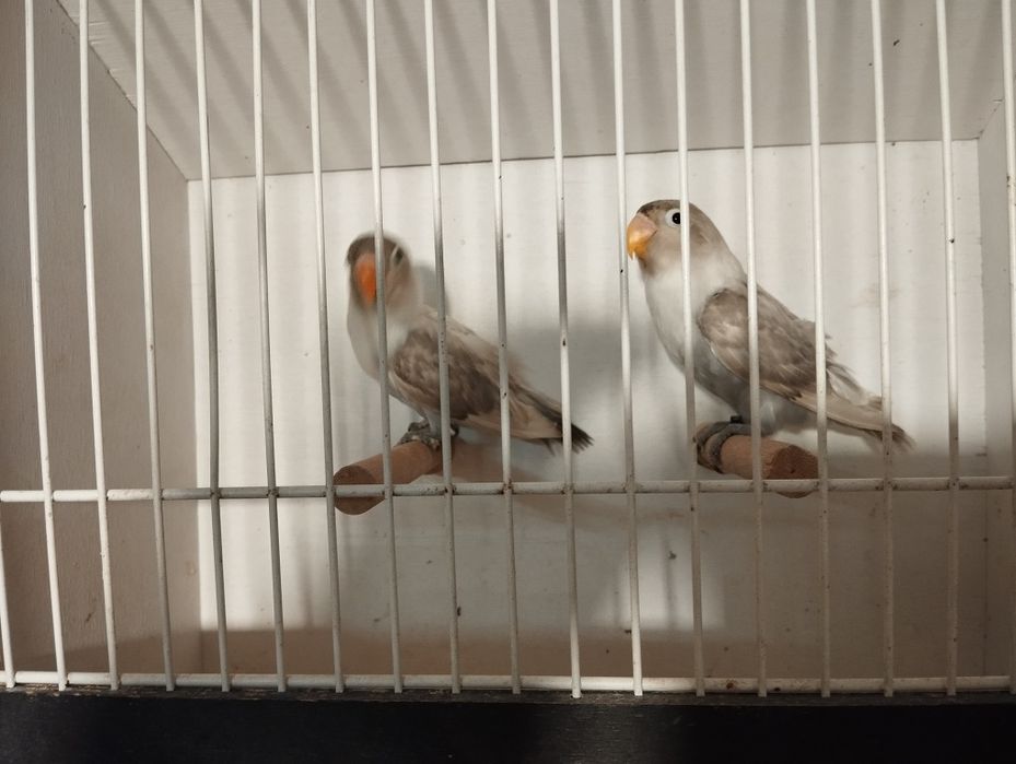 Nierozłączki czerwonoczelne 2025 r