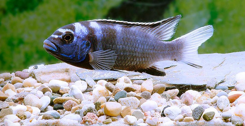 Pseudotropheus acei Ngara - Pyszczak - Pyszczaki - dowozimy, wysyłamy