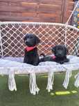 Labrador Retriever samiec czarny Sid