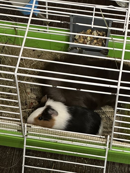 Морська свинка | Чудова дівчинка