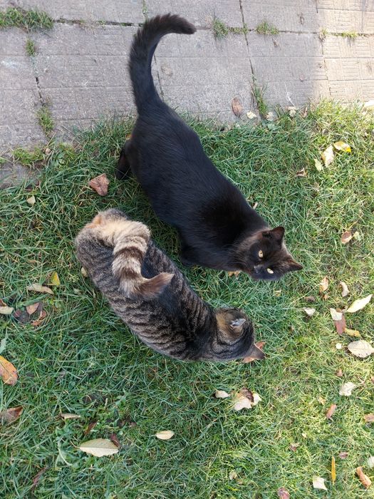 Кіт в добрі руки