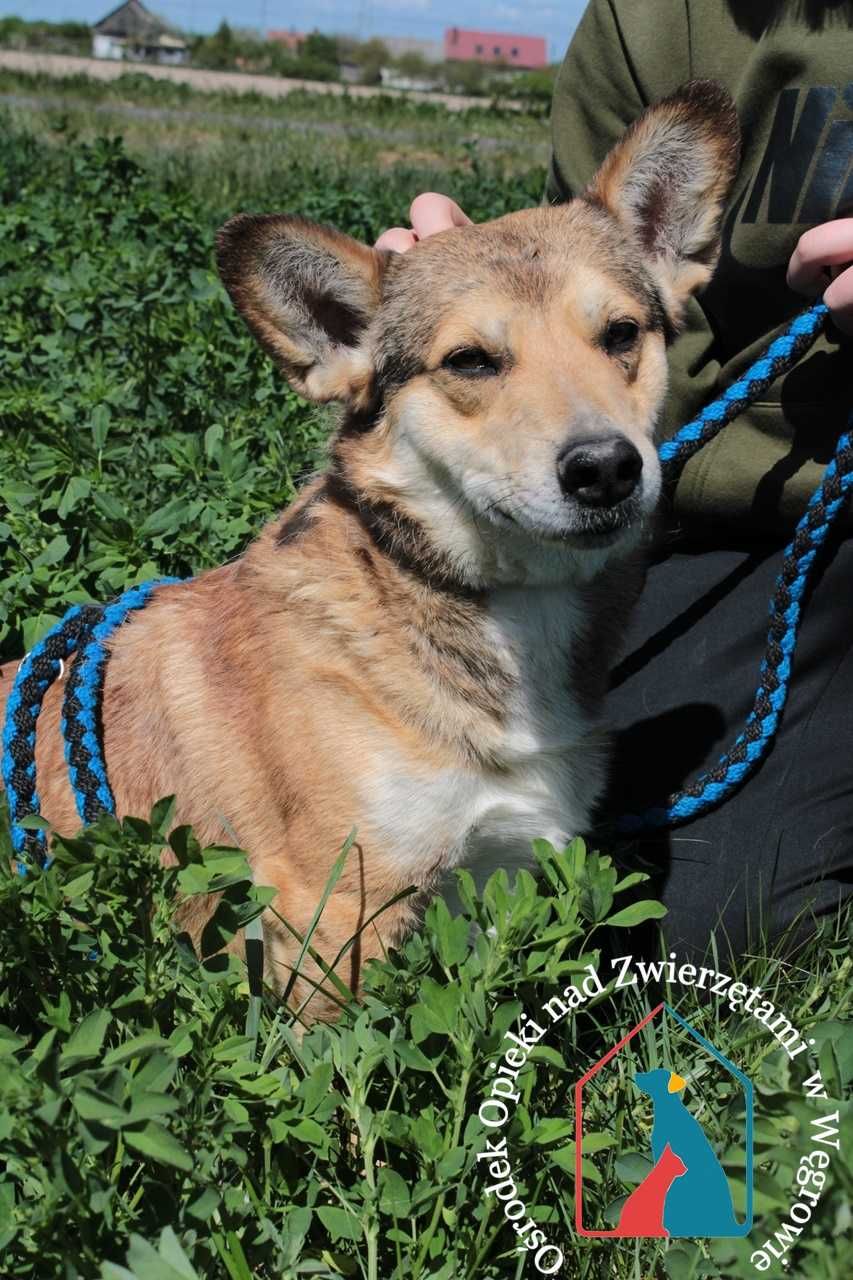 Przyjazny  piesek Dumbo szuka domu!