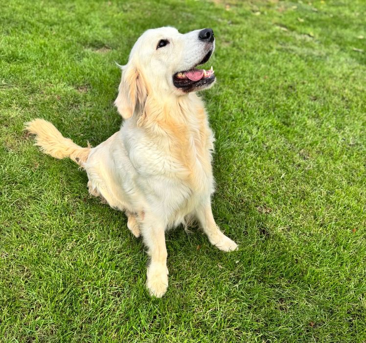 Golden retriever