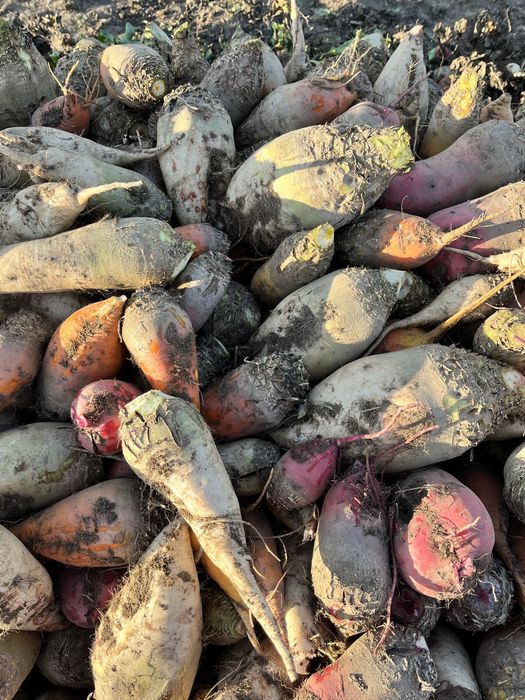 Буряк кормовий різний