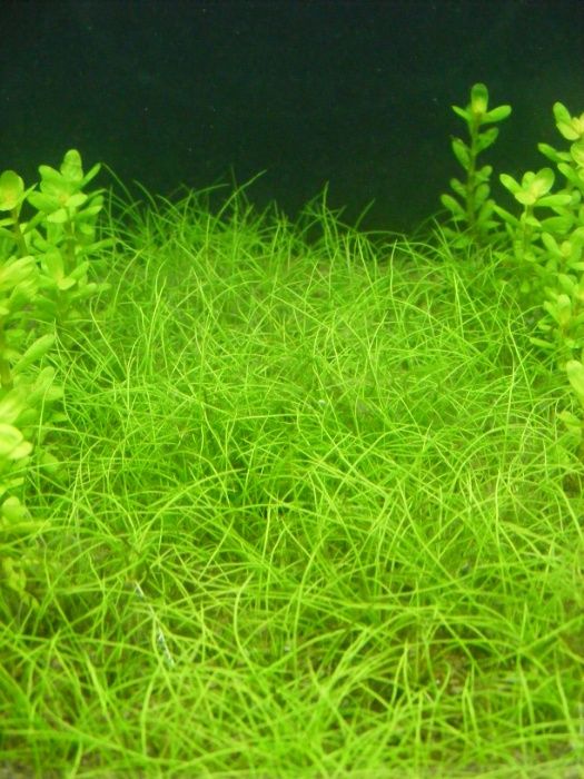 GB Eleocharis parvula KOSZYK