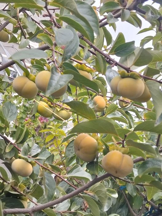 Хурма Саженцы продам,гранат.киви,хурма,инжир, фисташка, плодовые Саже