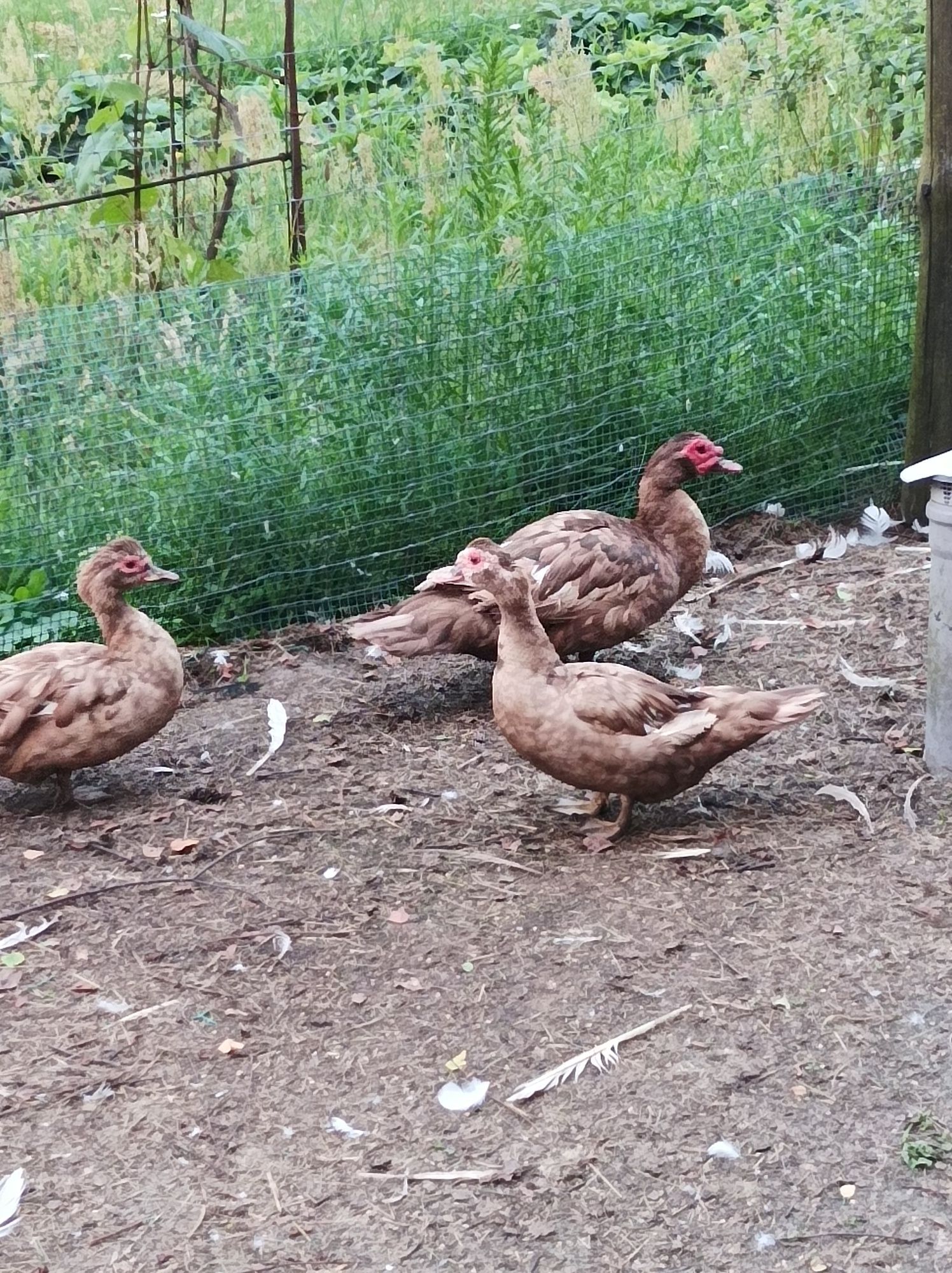 Gęsi białe owsiane 2+1 kaczki francuskie 2+1