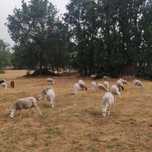Ovelhas prenhas INRA 401