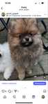 Pomeranian szpic miniaturowy suczka wilczasta ZKwP