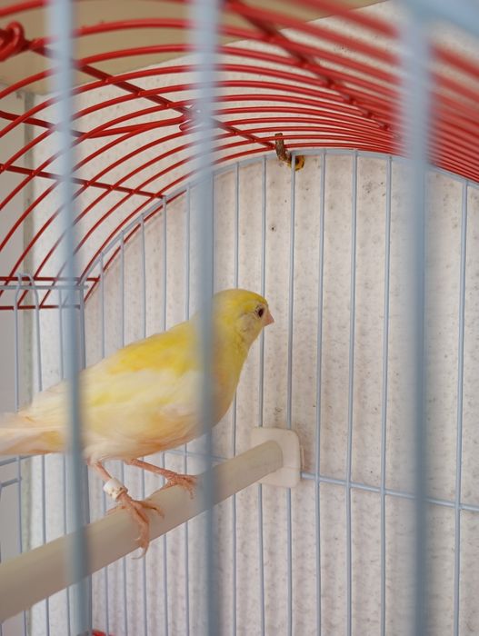 Gaiolas para aves e canários