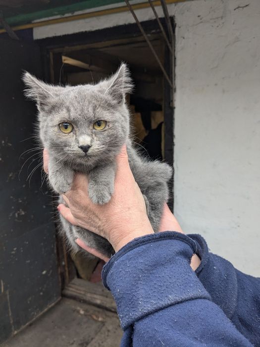 Кошенята метиси Меліса, Марта та М'ята шукають родини