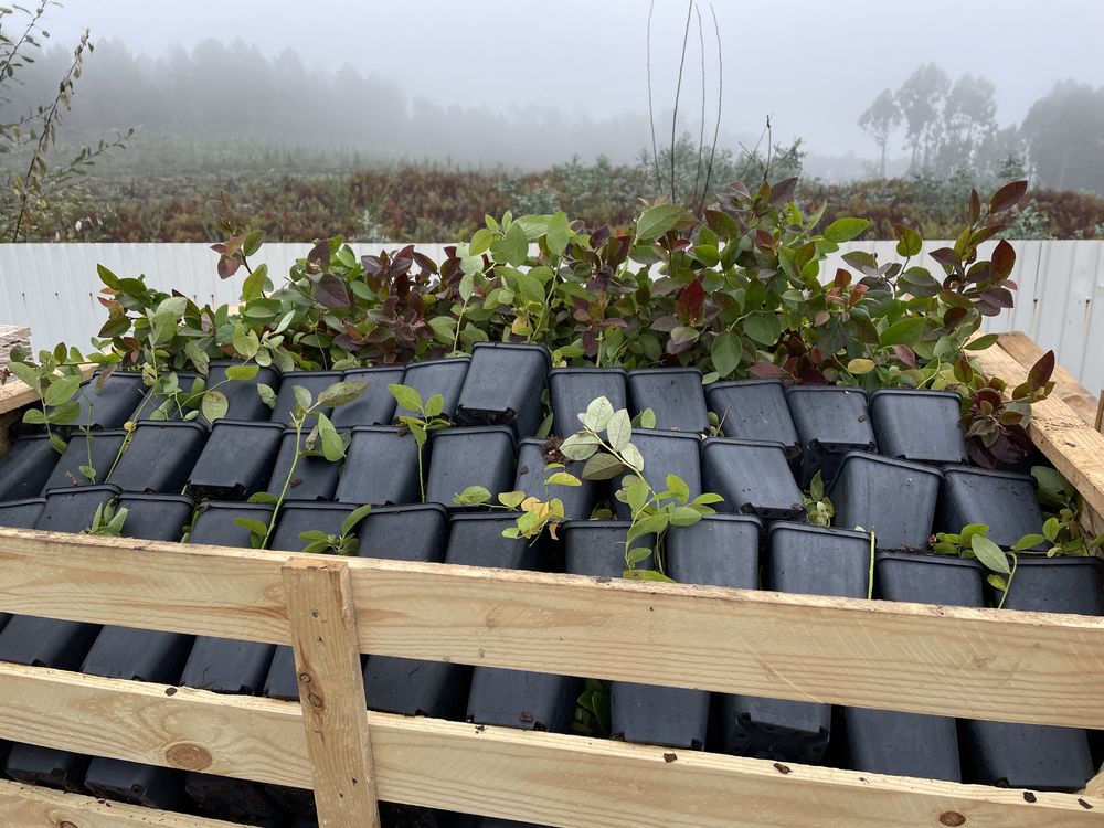 Plantas mirtilo primavera 2025