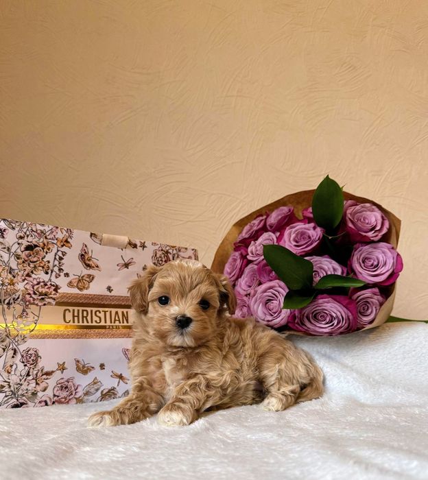 Мальтипу Ф1 мини мальчик