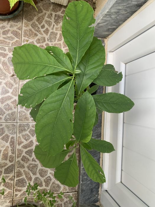 Arvore de abacate (pera abacate)