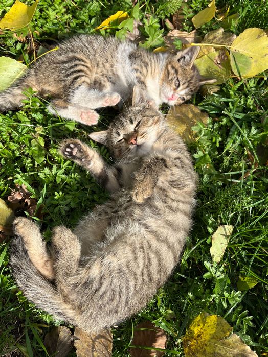 Oddam małe koty (kocury)