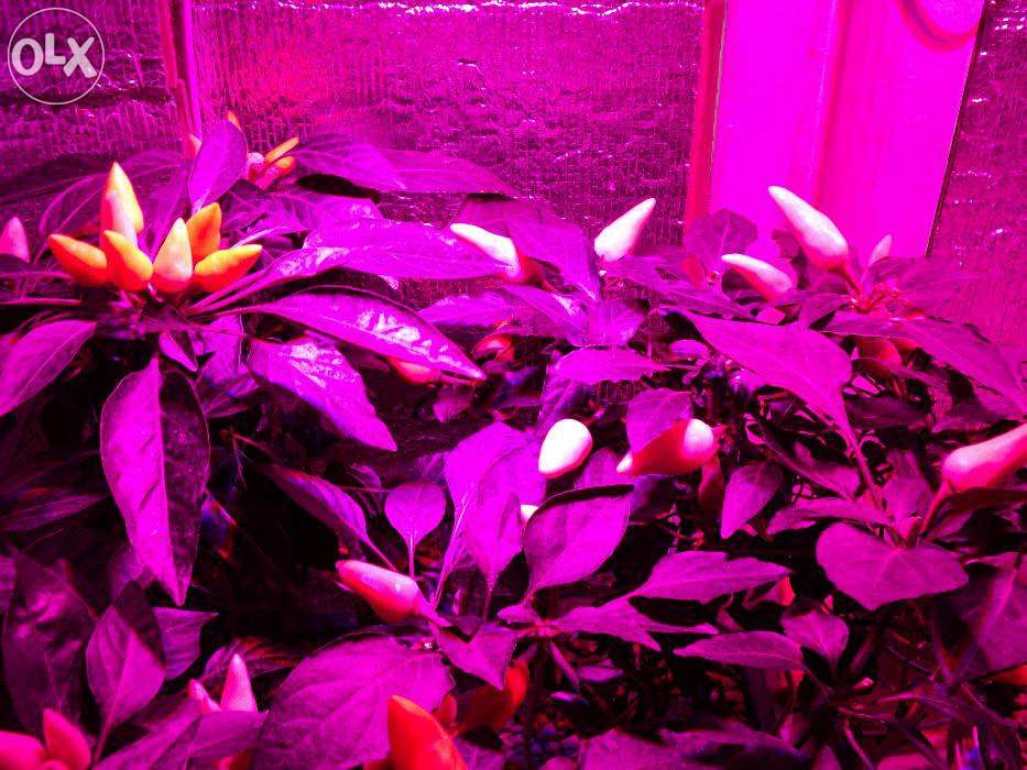 Светодиодная фитолампа для растений, зимнего сада, оранжереи LED GROW