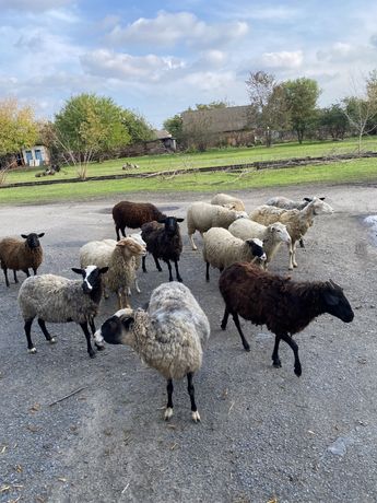 продам вівці продам овци