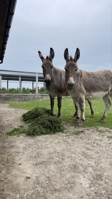 Продається ослиці