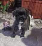 Peluche miniatura