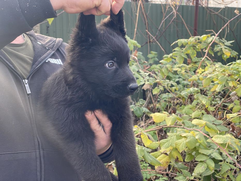 Німецька вівчарка хлопчик