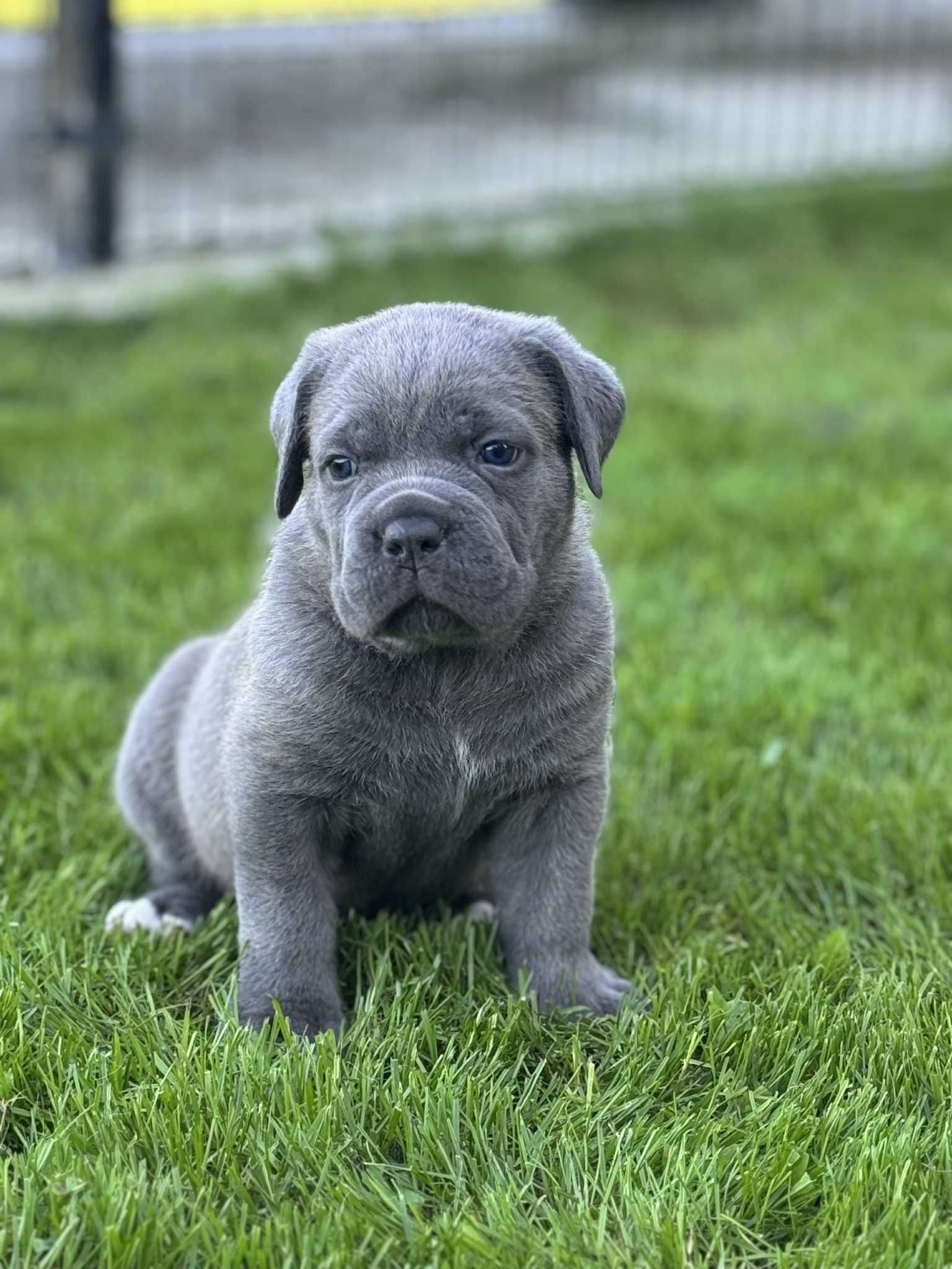 Cane Corso szara suczka FCI/ZKwP