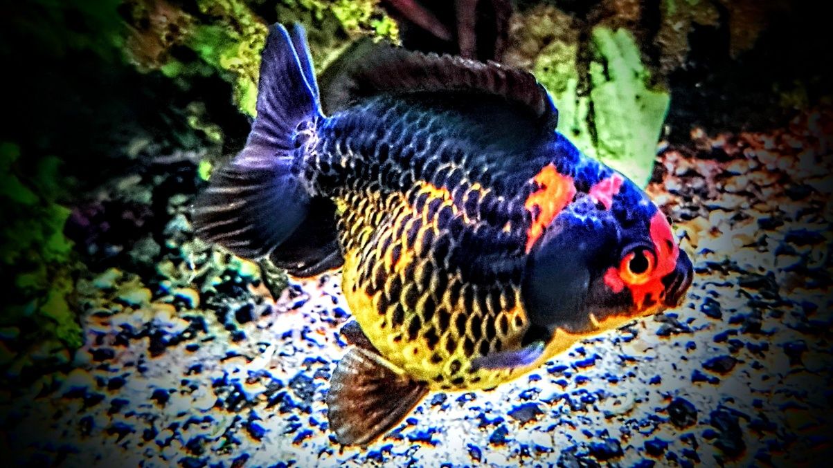Goldfish ,,apache oranda,,  lwia glówka welonki welon welonka