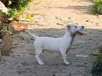 Suczka Jack Russell Terrier