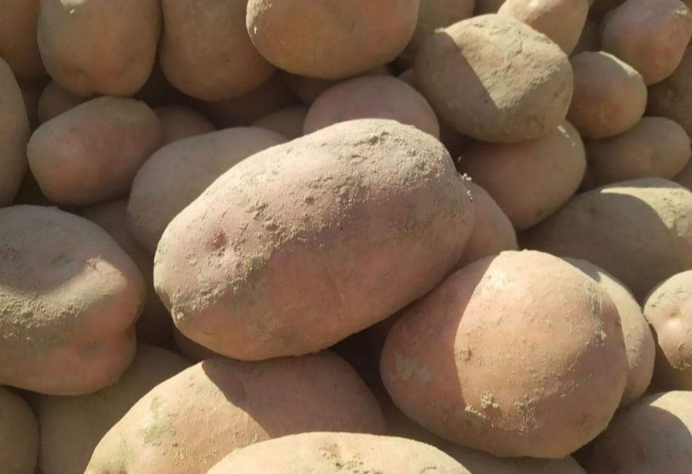 Ziemniaki odpadowe paszowe