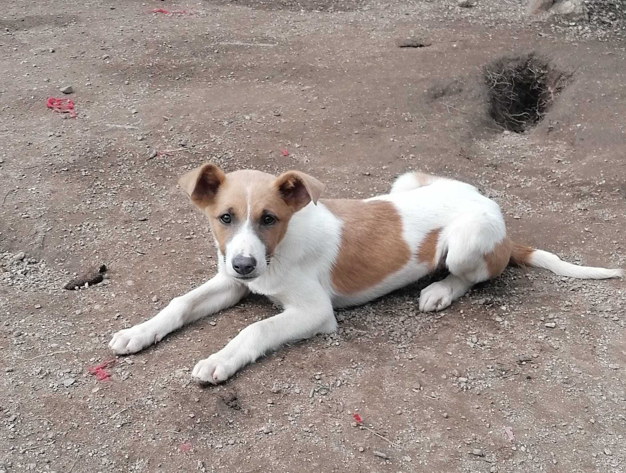 Lussie- cachorrinha para adoção responsável