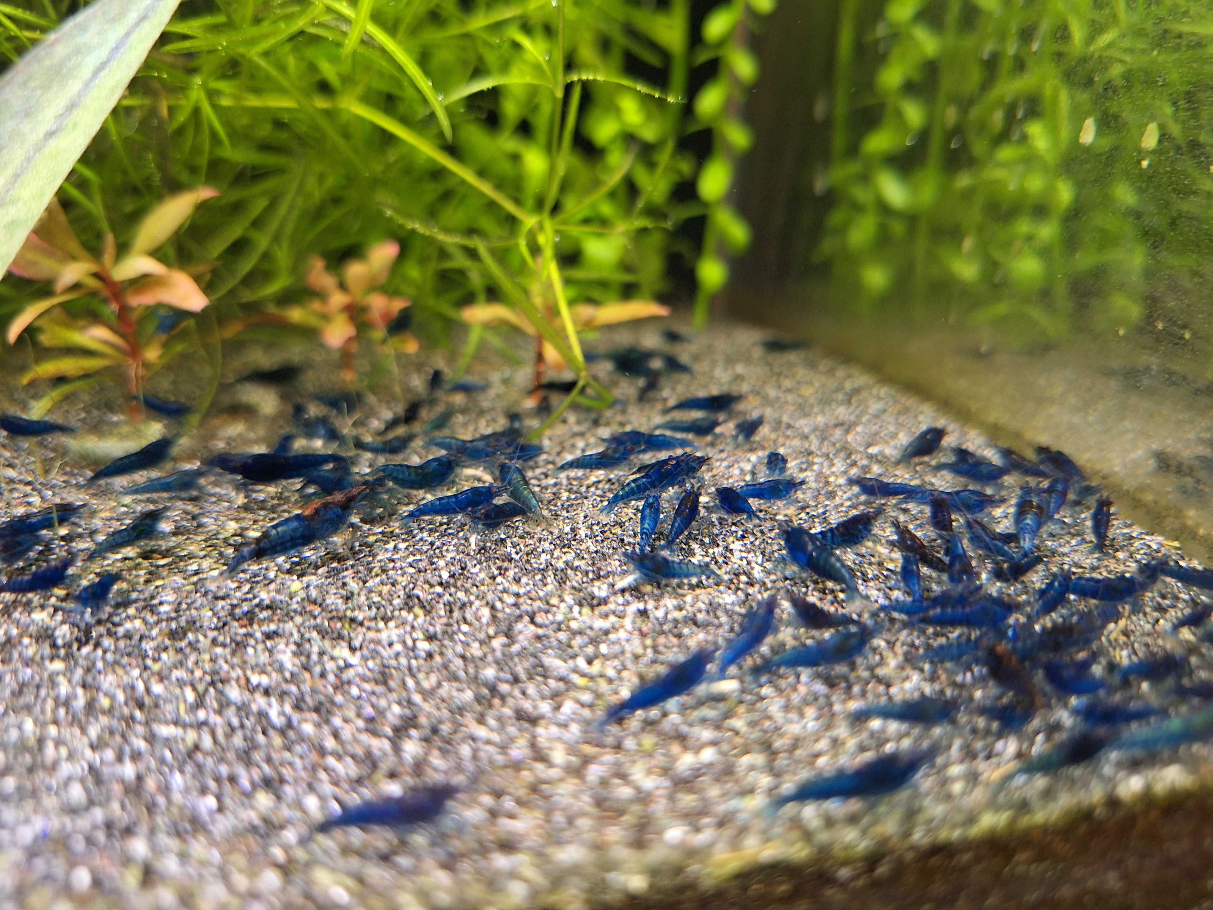 Krewetki Blue Velvet niebieskie Neocaridina