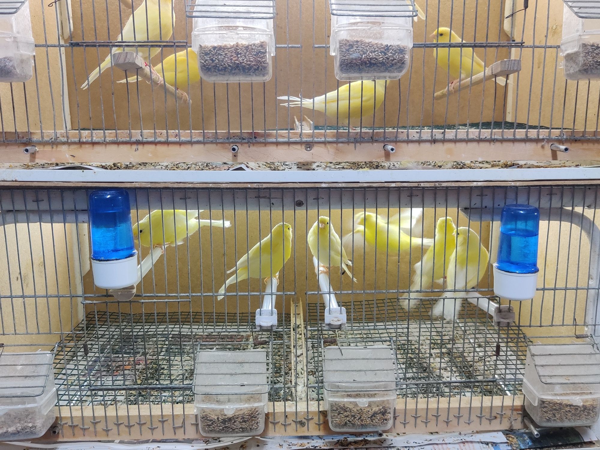 Canários várias raças.