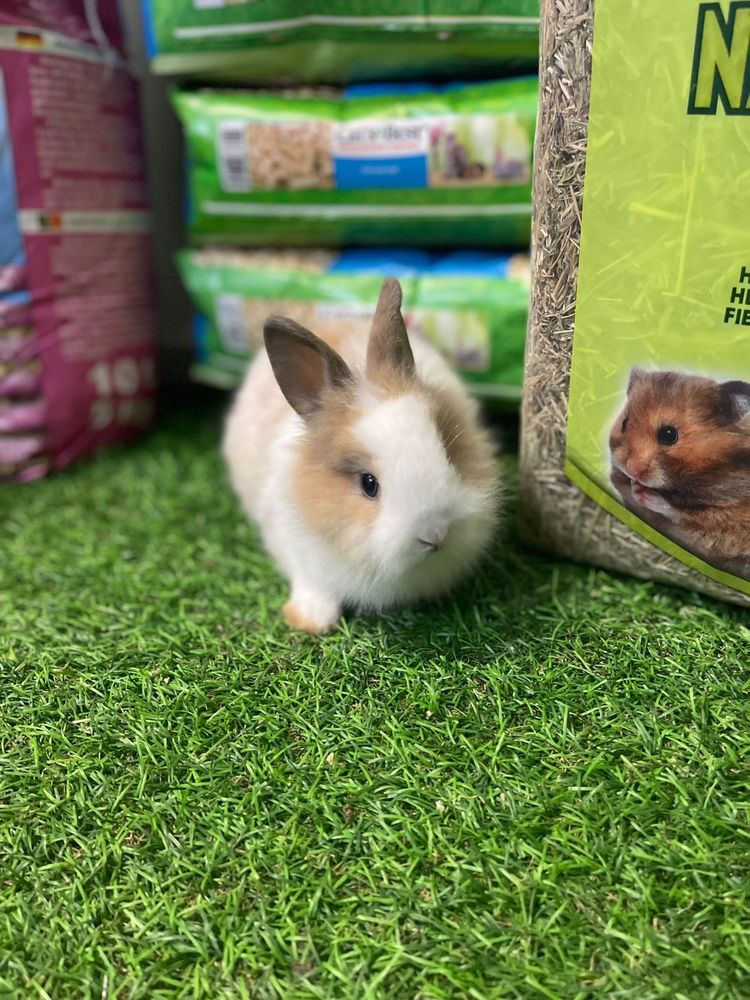LOJA!! Coelho anão Belier e angora