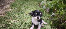 Chihuahua disponível para entrega imediata