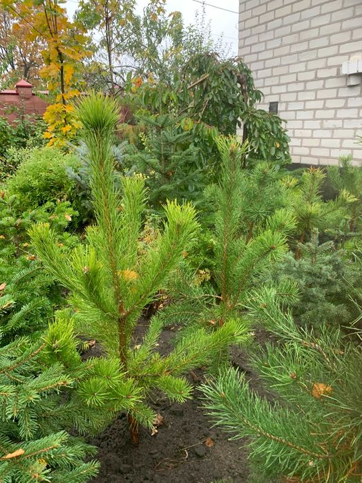 Сосна звичайна. Висота 90см, закрита коренева. Дуб черешчатий, Аморфа.