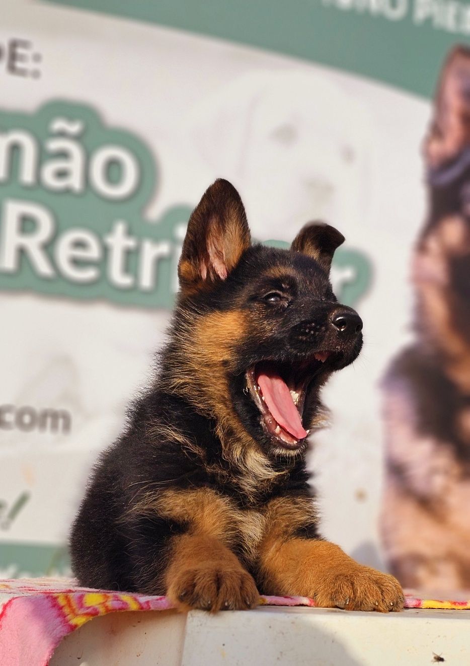 Pastor alemão  bebe