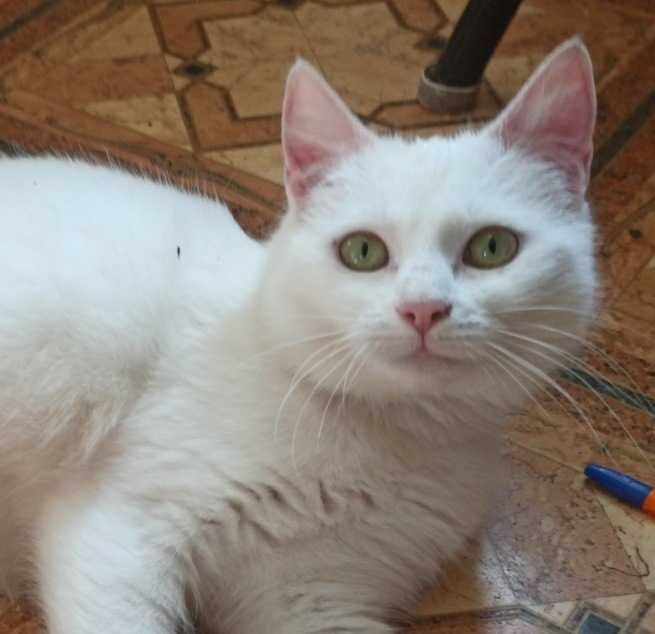 Лира, юная белоснежная кошка