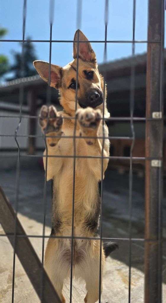 Astra do adopcji