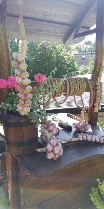 Czosnek zimowy Harnaś 5 kilogramów