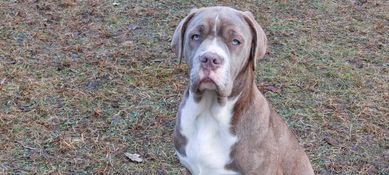 American Bandog szczenię pies potomek Pitbull - Mastiff