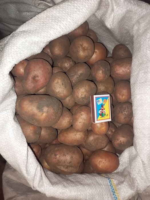 Белароса білороса картопля їстівна