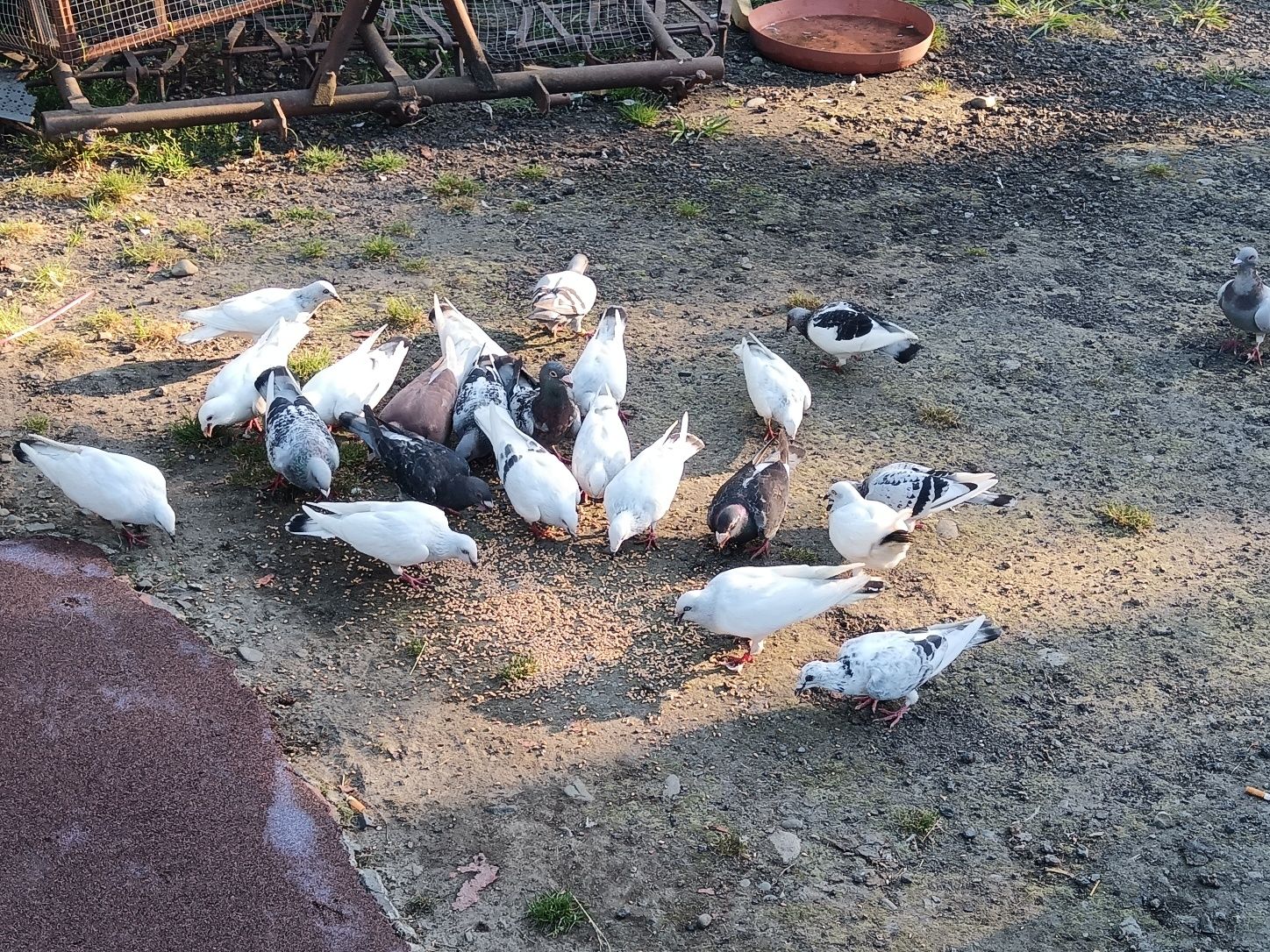 Gołębie ozdobne i pocztowe